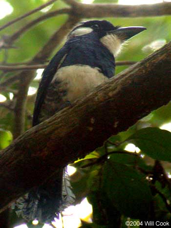 Black-breasted Puffbird (Notharchus pectoralis)