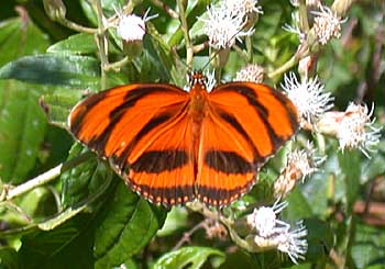 Banded Orange Heliconian (Dryadula phaetusa)
