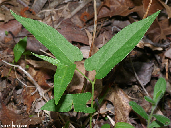 Virginia Snakeroot (Endodeca/Aristolochia serpentaria)