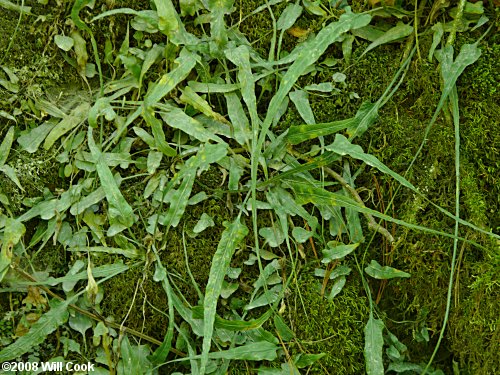Asplenium rhizophyllum (Walking Fern)