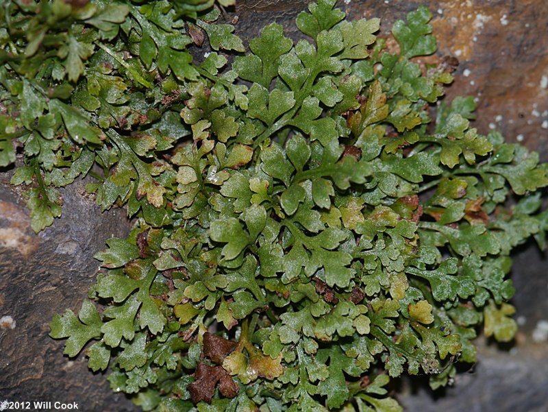 Asplenium ruta-muraria Linnaeus var. cryptolepis (American Wall-rue)