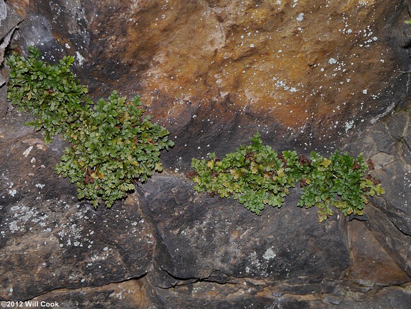 Asplenium ruta-muraria Linnaeus var. cryptolepis (American Wall-rue)