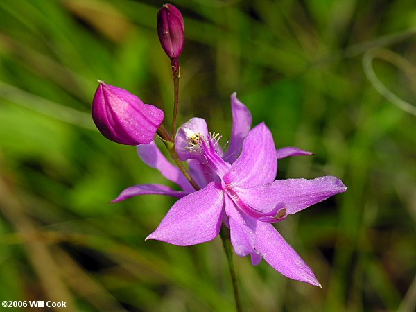 Calopogon tuberosus (Common Grass-Pink)