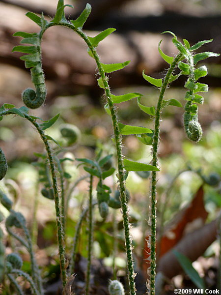 Polystichum acrostichoides (Christmas Fern)