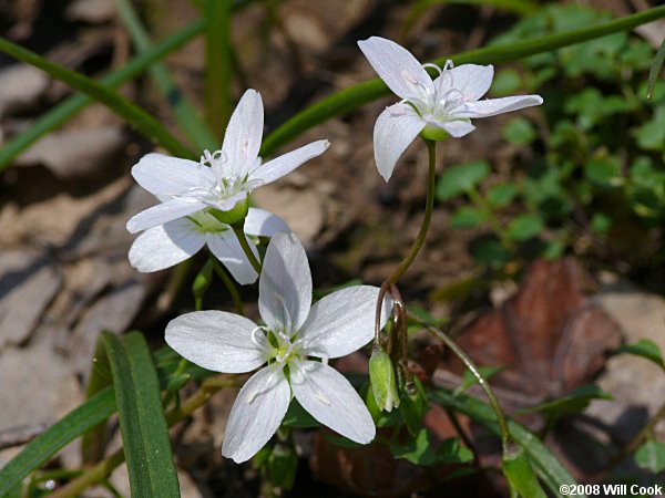 Claytonia virginica (Virginia Spring-beauty)