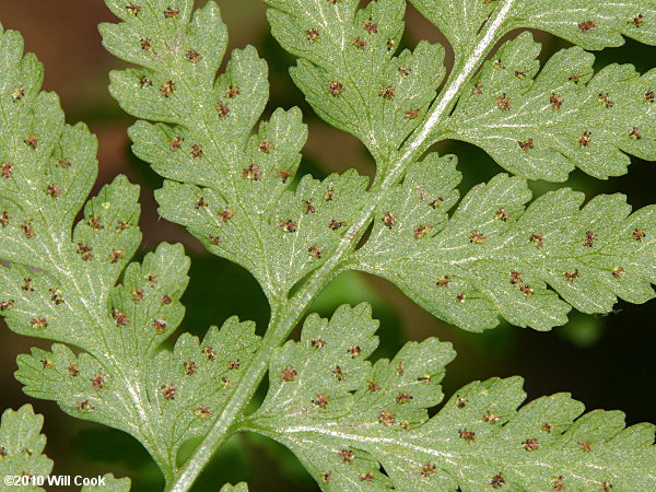 Lowland Bladder Fern (Cystopteris protrusa)