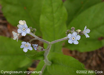 Wild Comfrey - Cynoglossum virginianum