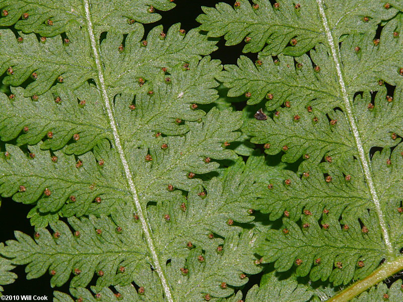 Dennstaedtia punctilobula (Hay-scented Fern)