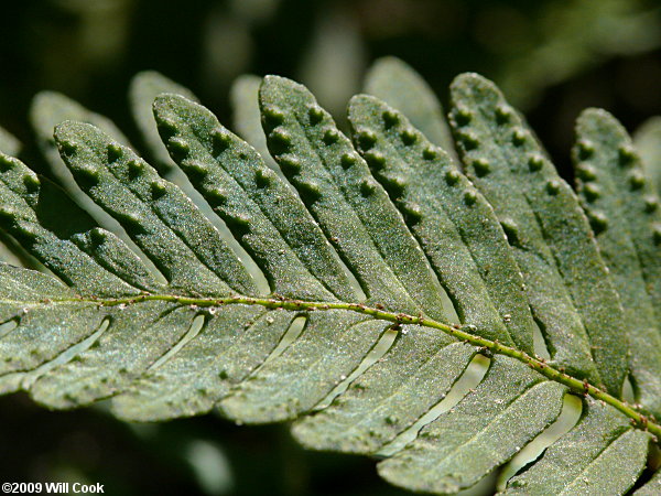 Resurrection Fern (Pleopeltis polypodioides ssp. michauxiana)