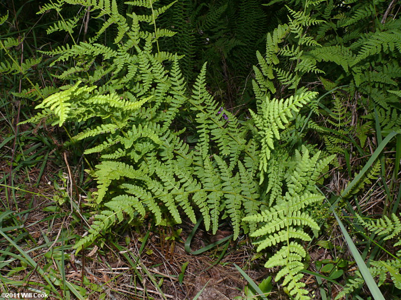 Blunt-lobed Cliff Fern (Woodsia obtusa)