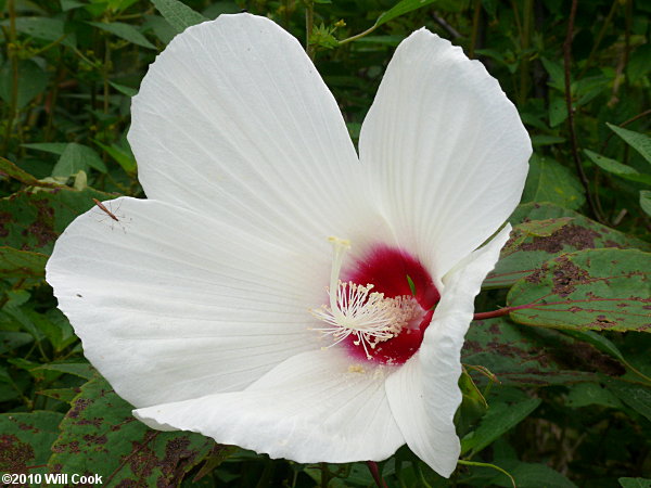Hibiscus moscheutos (Eastern Rose-mallow)