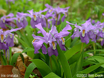 Iris cristata (Dwarf Crested Iris)