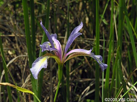 Iris prismatica (Slender Blueflag)