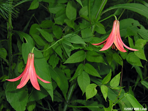 Lilium canadense var. editorum (Red Canada Lily)