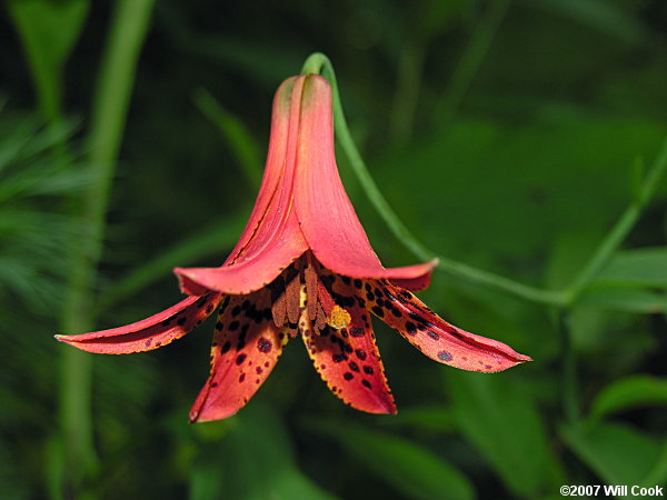 Lilium canadense var. editorum (Red Canada Lily)