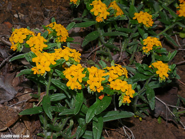 Lithospermum canescens (Hoary Puccoon)