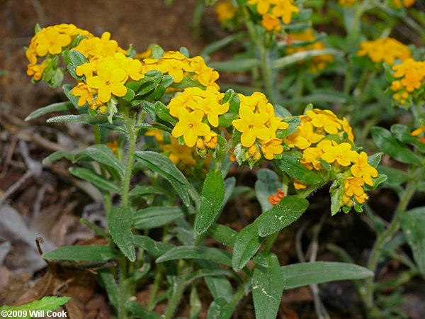 Lithospermum canescens (Hoary Puccoon)