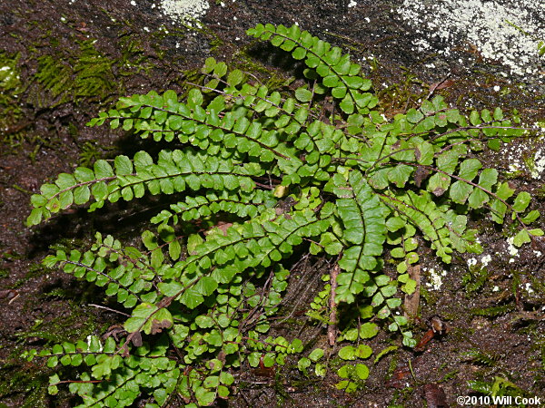 Maidenhair Spleenwort (Asplenium trichomanes)