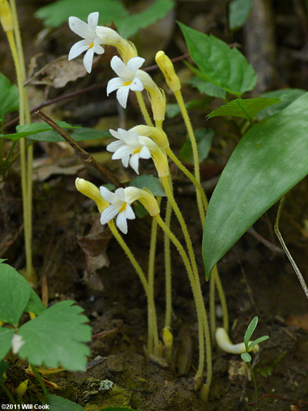 One-flowered Broomrape (Orobanche uniflora)