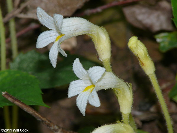 One-flowered Broomrape (Orobanche uniflora)