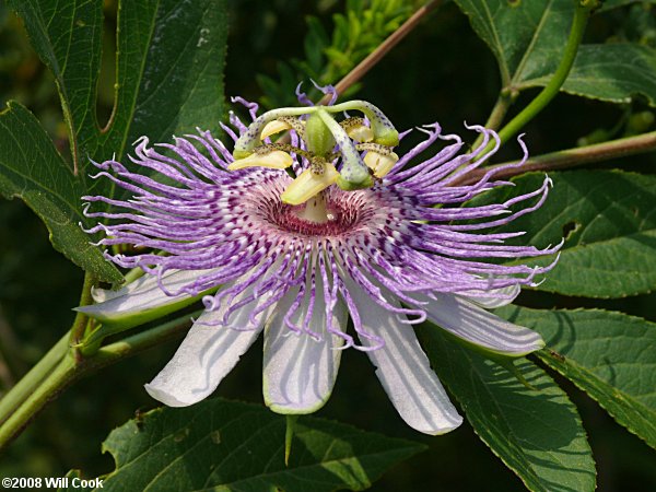 Passiflora incarnata (Purple Passionflower)