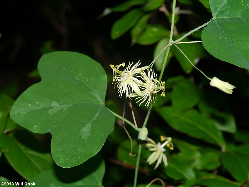 Passiflora lutea (Yellow Passionflower)