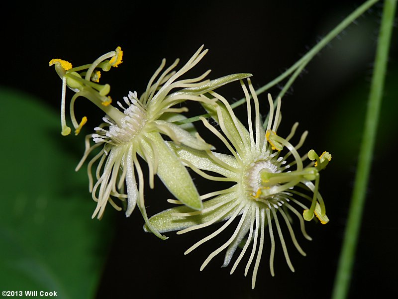 Passiflora lutea (Yellow Passionflower)