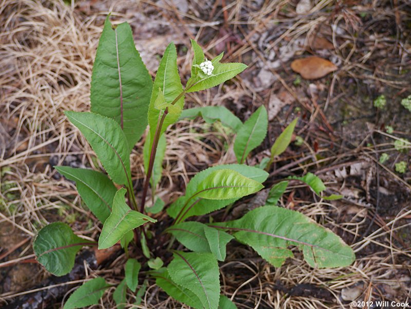 Parthenium integrifolium (Common Wild Quinine)