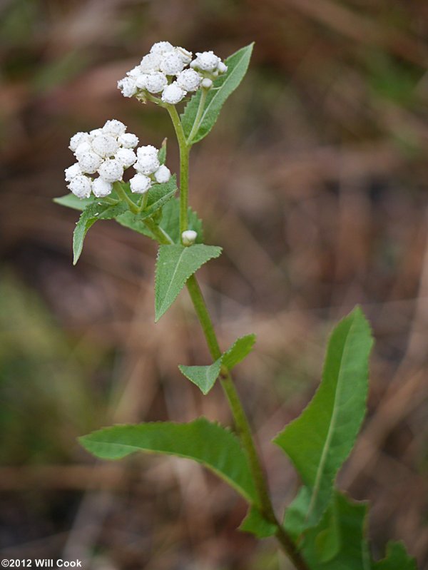 Parthenium integrifolium (Common Wild Quinine)