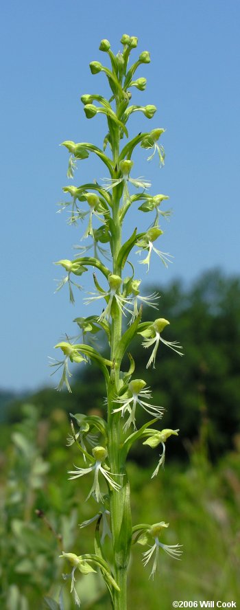 Platanthera lacera (Green Fringed Orchid)