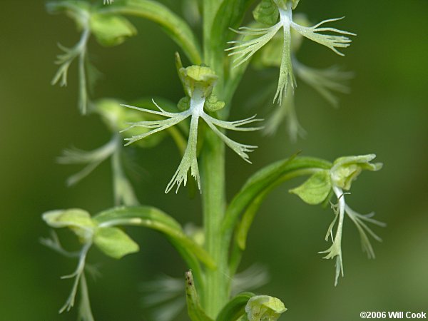 Platanthera lacera (Green Fringed Orchid)
