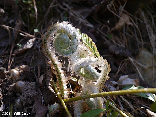 Polystichum acrostichoides (Christmas Fern) fiddlehead