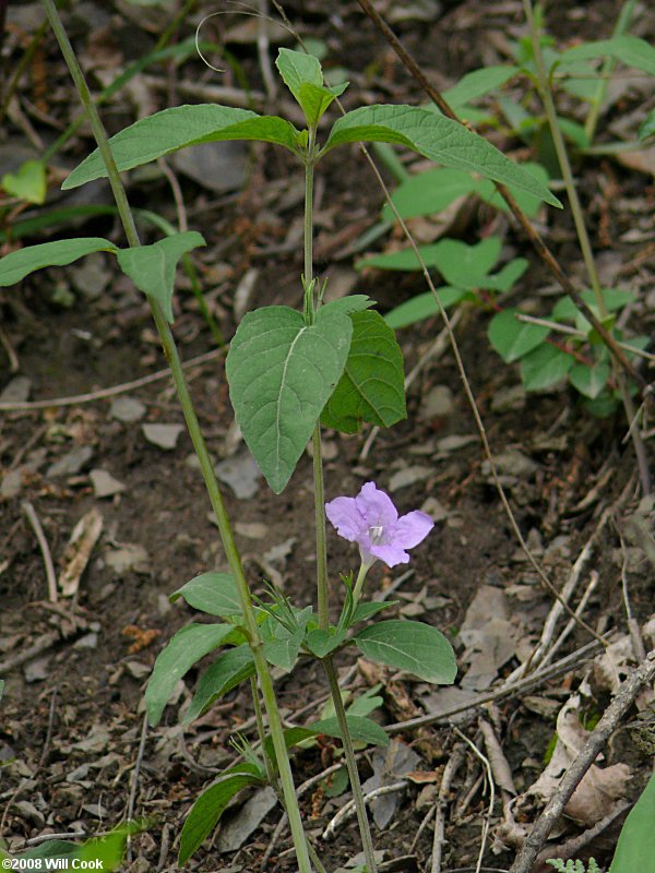 Ruellia purshiana (Pursh's Wild-petunia)