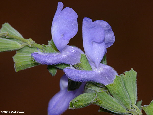 Azure Sage (Salvia azurea var. azurea)