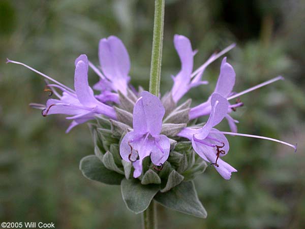 Salvia clevelandii (Fragrant Sage)