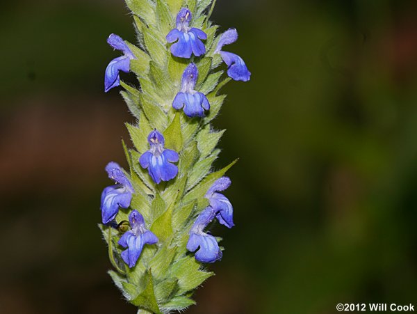 Salvia hispanica (Chia)