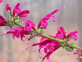 Salvia iodantha (Mexican Fuchsia Sage)
