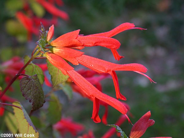 Salvia regla (Mountain Sage)