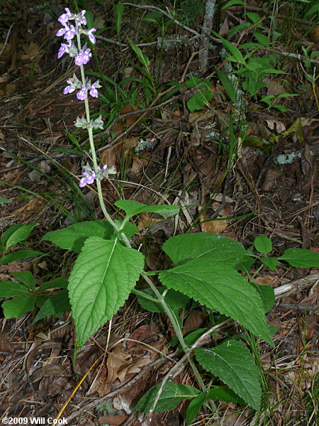 Nettle-leaved Sage (Salvia urticifolia)