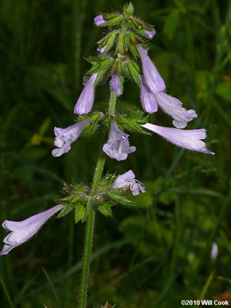 Lyre-leaved Sage (Salvia lyrata)