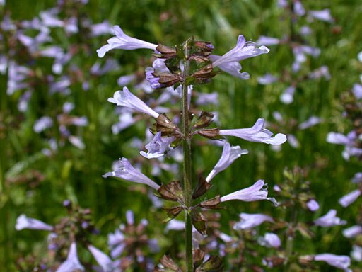 Lyre-leaved Sage (Salvia lyrata)