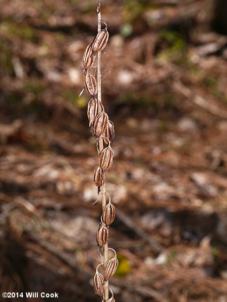 Cranefly Orchid - Tipularia discolor