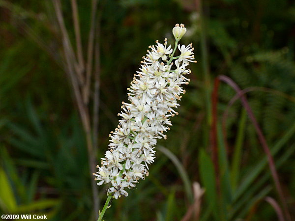 Tofieldia glabra (Carolina Bog Asphodel, White Asphodel, Smooth Tofieldia)