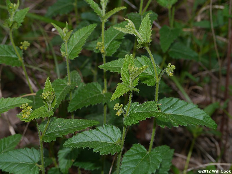Nettleleaf Noseburn (Tragia urticifolia)