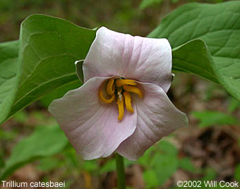 Trillium catesbaei (Catesby's Trillium)