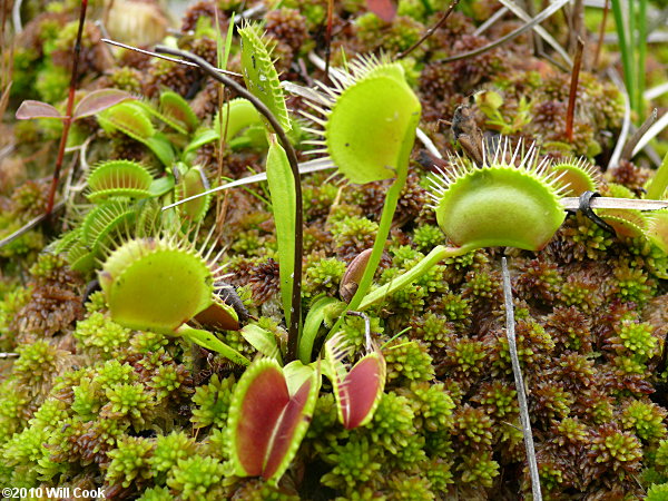 Venus Flytrap (Dionaea muscipula)
