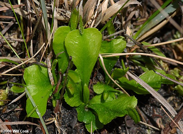 Venus Flytrap (Dionaea muscipula) leaf
