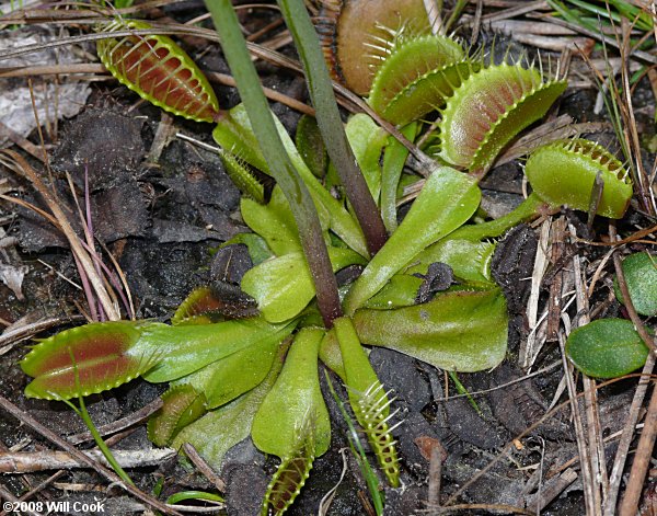 Venus Flytrap (Dionaea muscipula) leaf