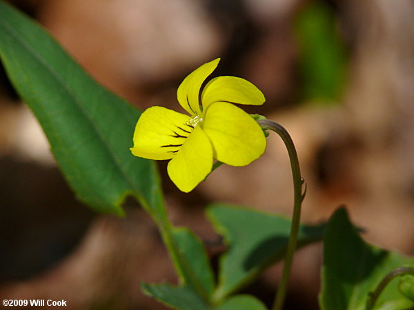 Viola hastata (Halberd-leaf Violet)