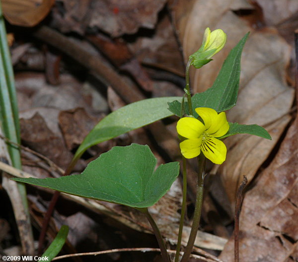 Viola hastata (Halberd-leaf Violet)